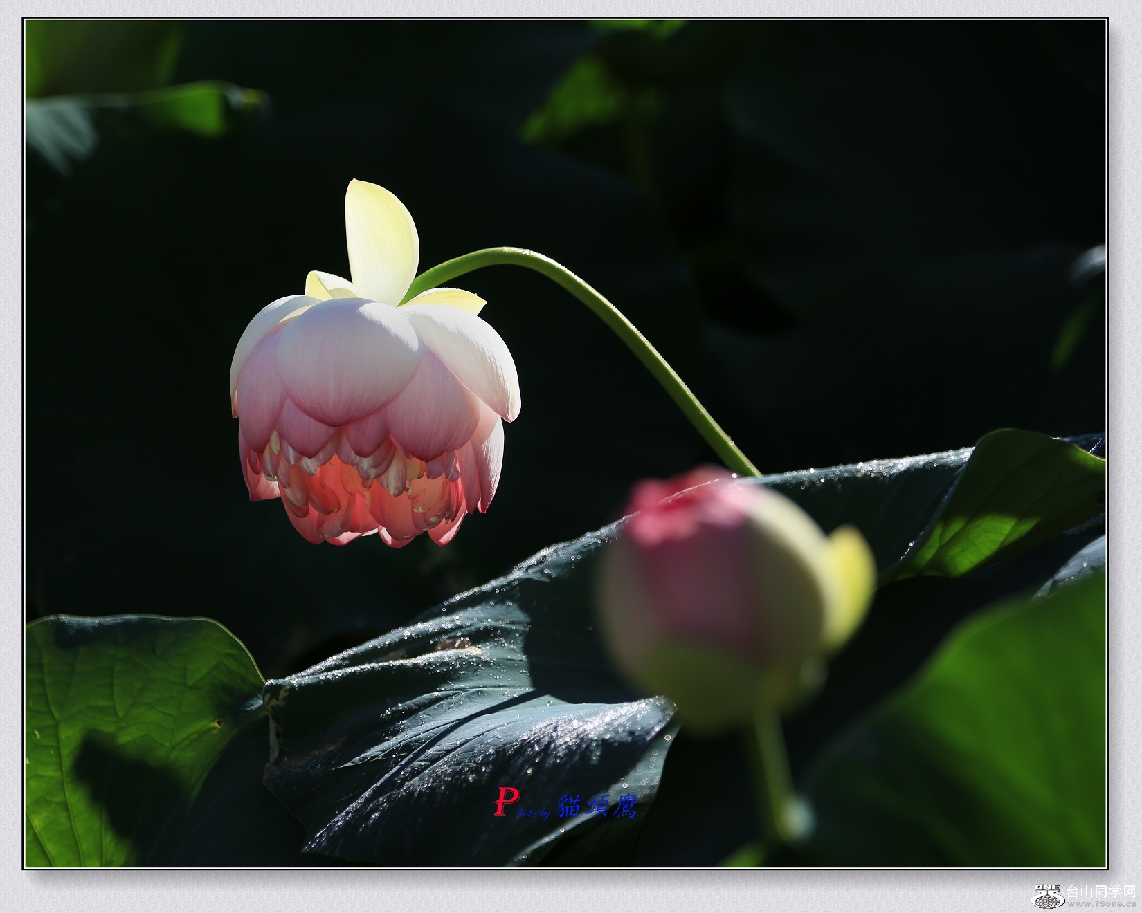 3N9A1902-2 - �}�u (2).jpg