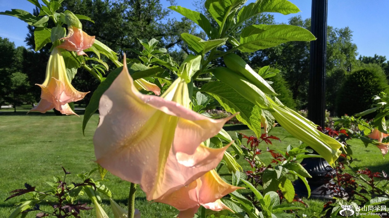 20180708_080730_HDR (1).jpg