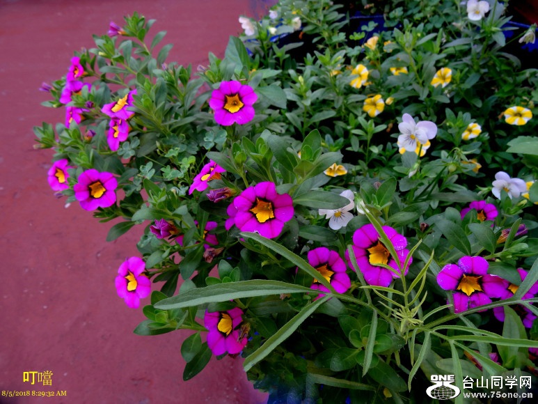 DSC00451_1.JPG