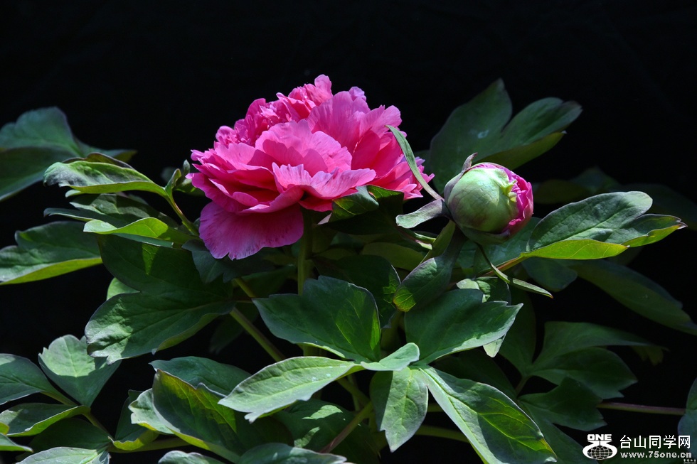 33e273f.jpg