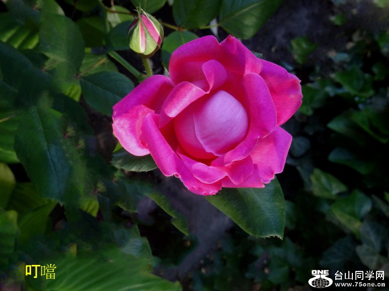 DSC02408b_1.jpg