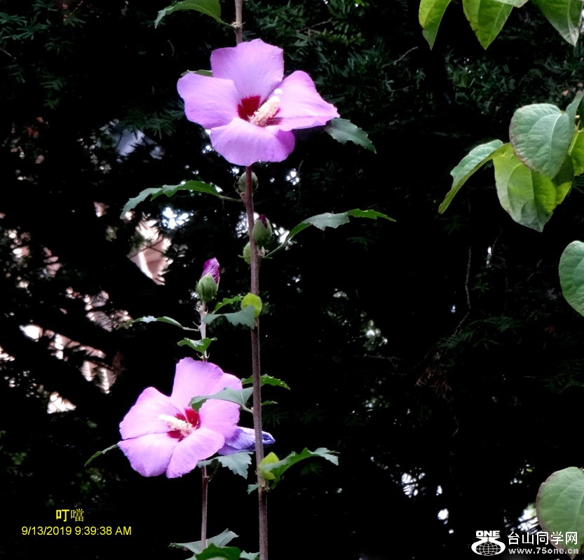 DSC04110a_1.jpg