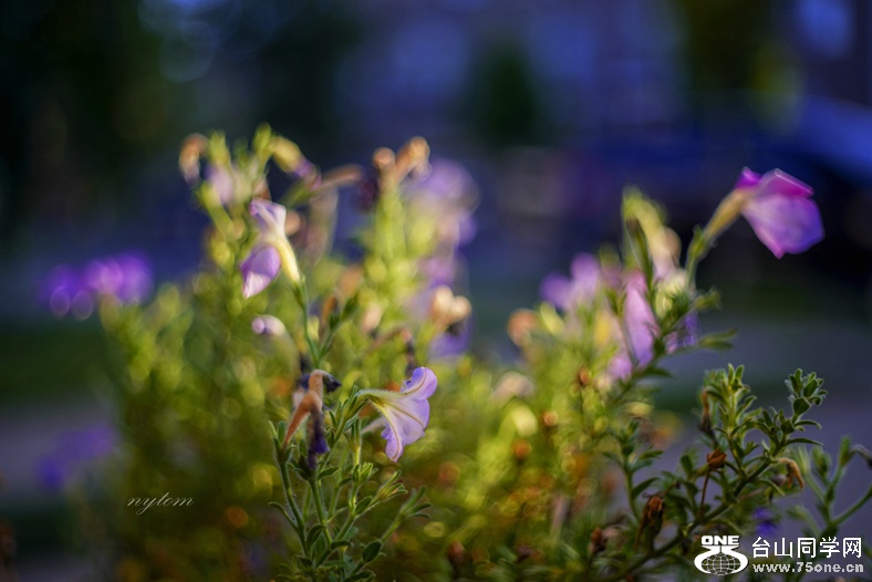 DSC00477_.jpg