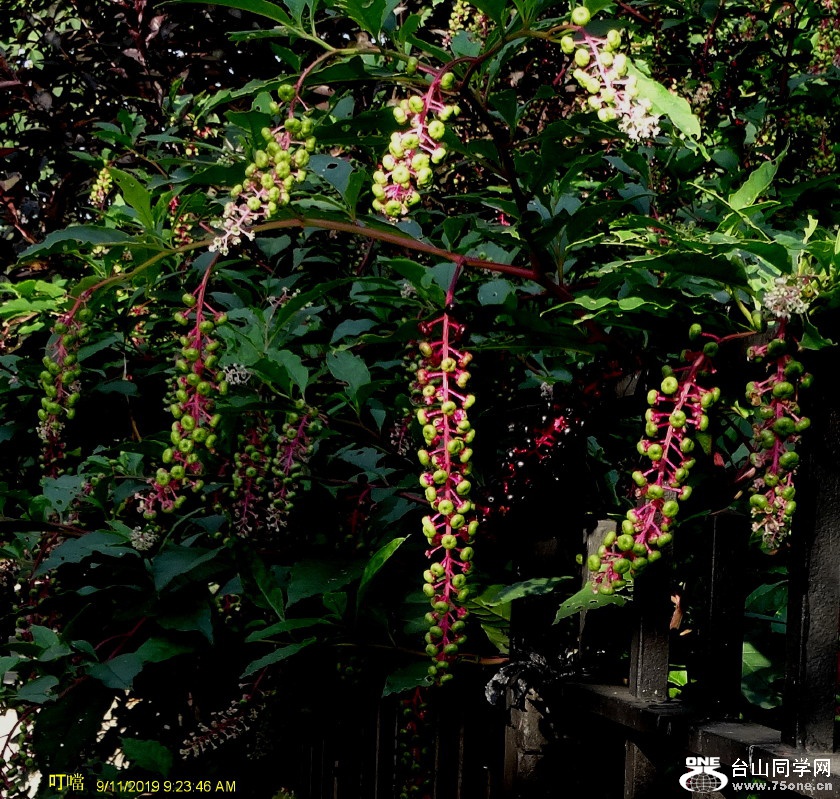 DSC04089a_1.jpg