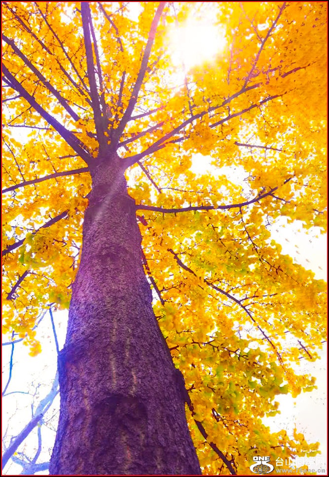 WeChat Image_20201217095256.jpg