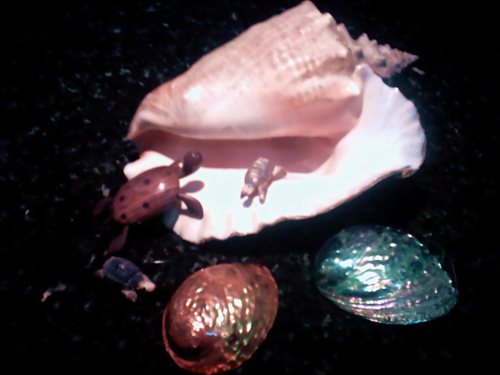 Ƭ 093.JPG