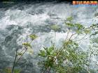 u=2435404188,4051084417&gp=6.jpg
