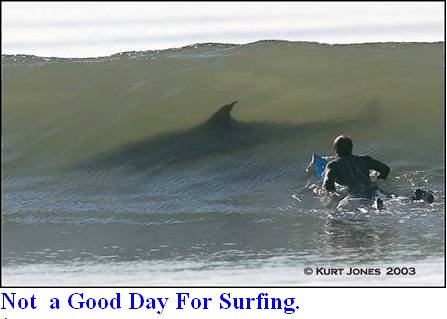 Surfing.jpg