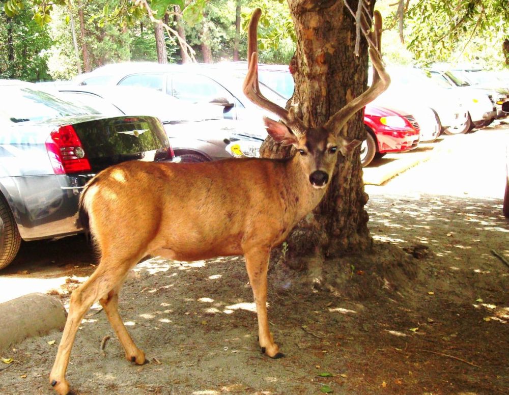 deer.jpg