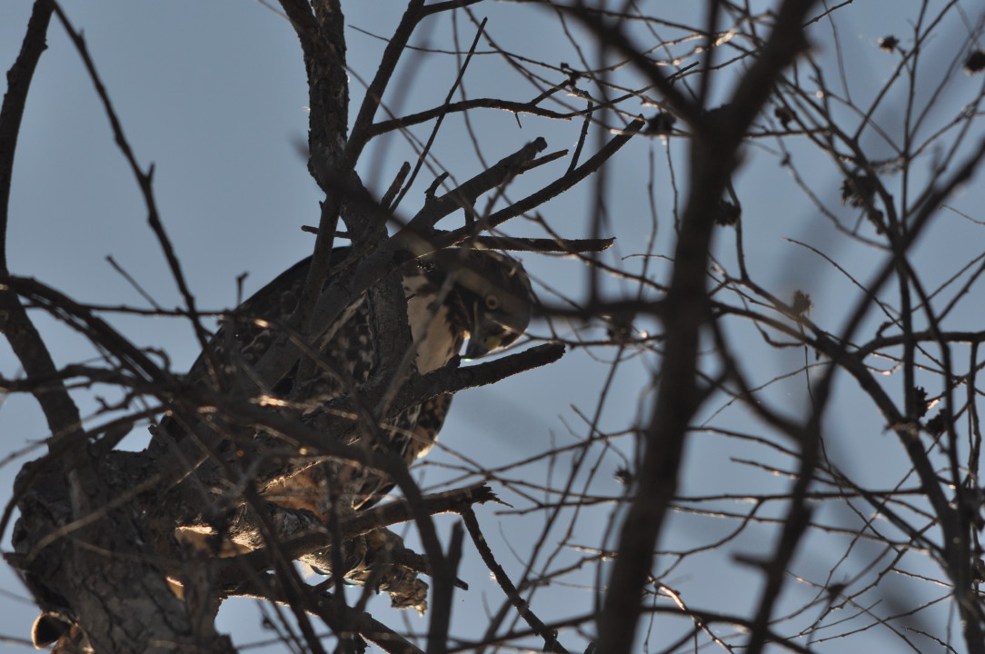 eagle trip_1564.JPG
