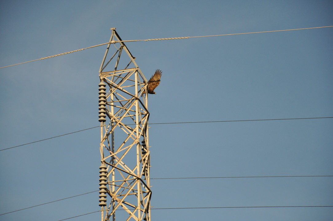 eagle trip_2232.JPG