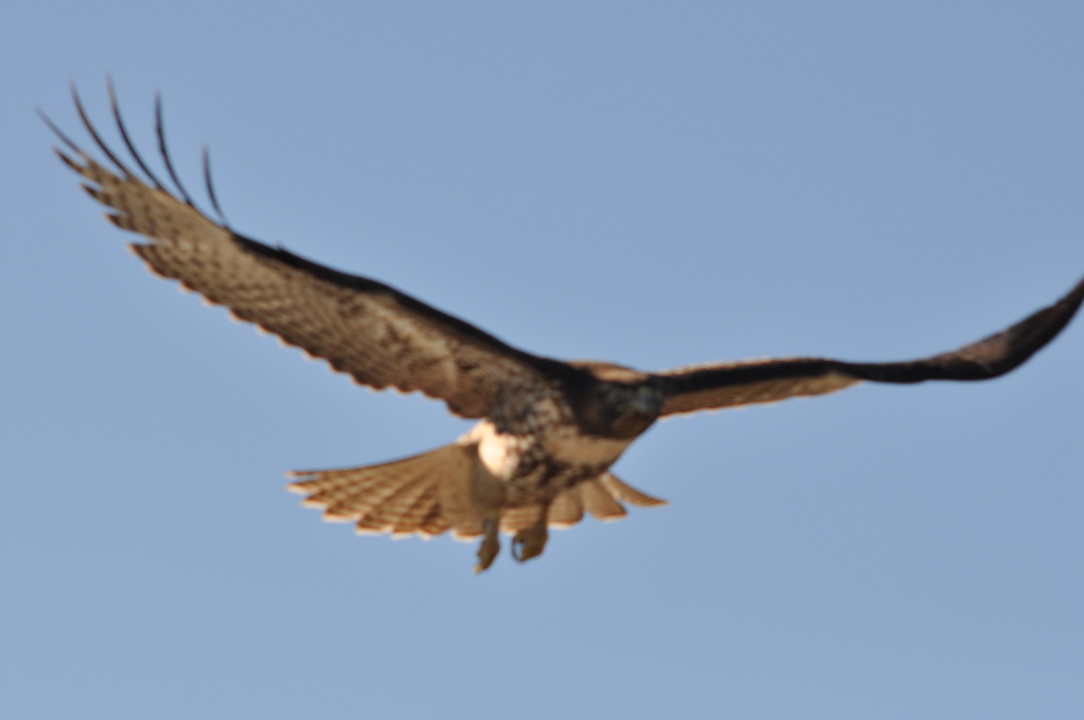 eagle trip_1683.JPG