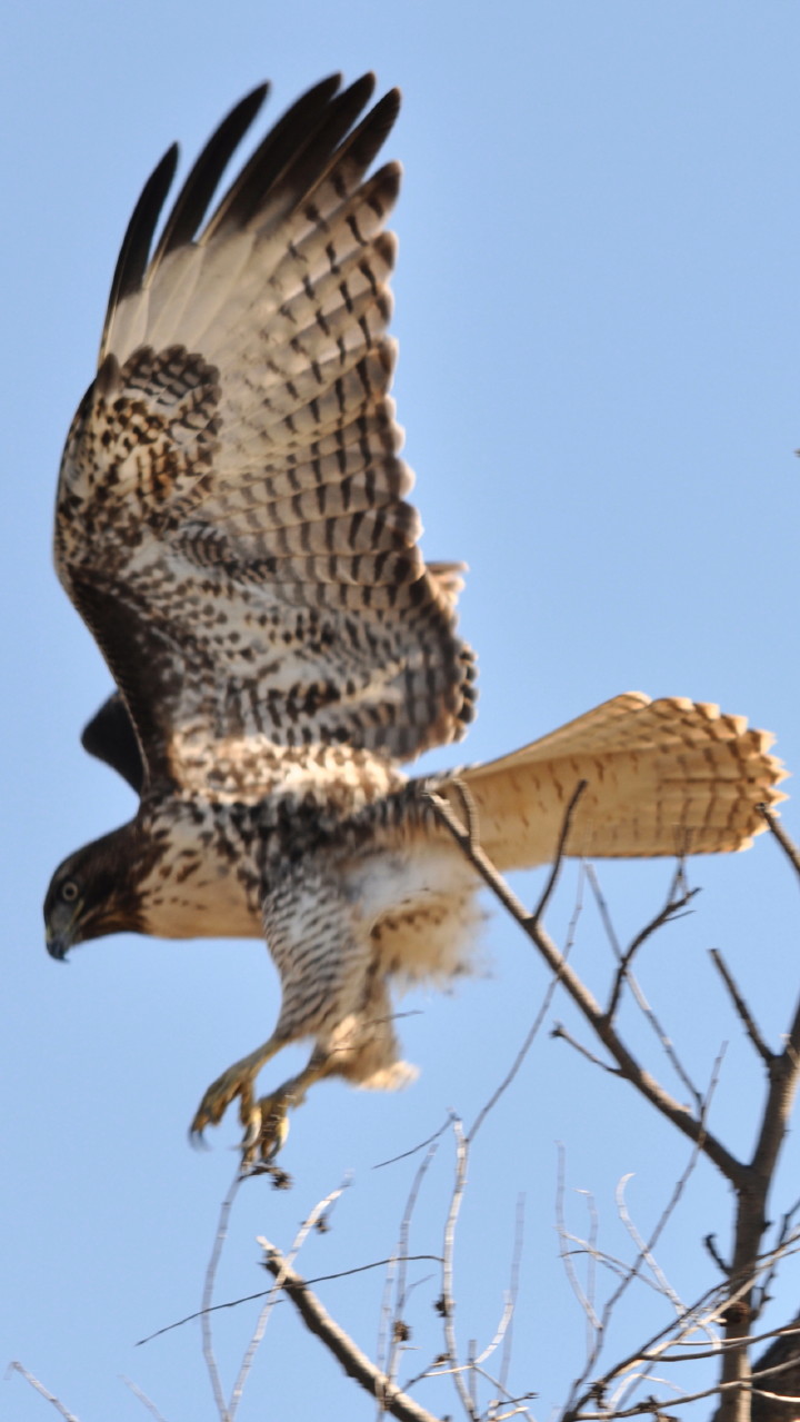 eagle trip_1742-3.jpg