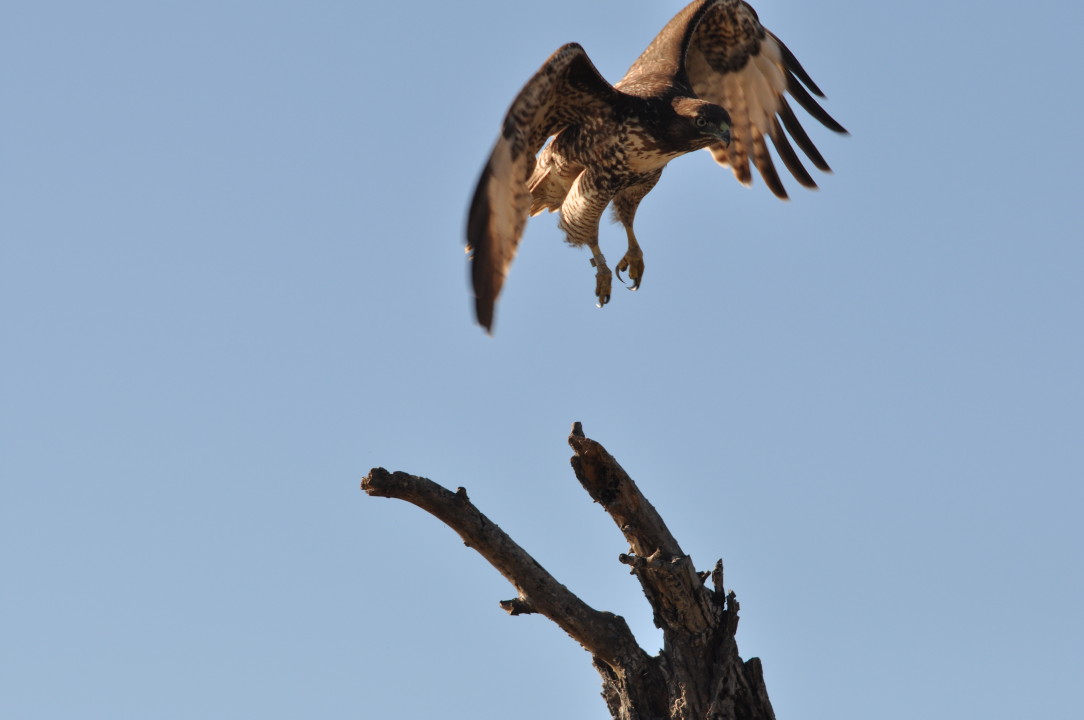 eagle trip_1680.JPG