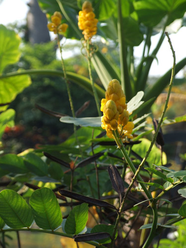DSCF1293.jpg