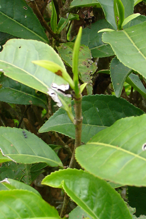DSC04225.JPG