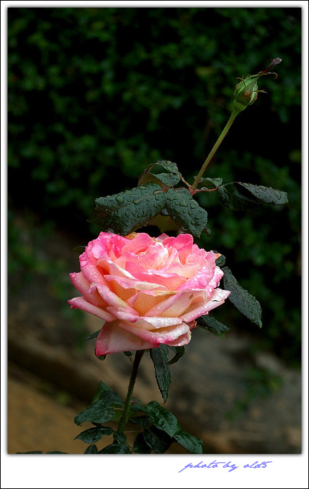 DSC_0358s.jpg