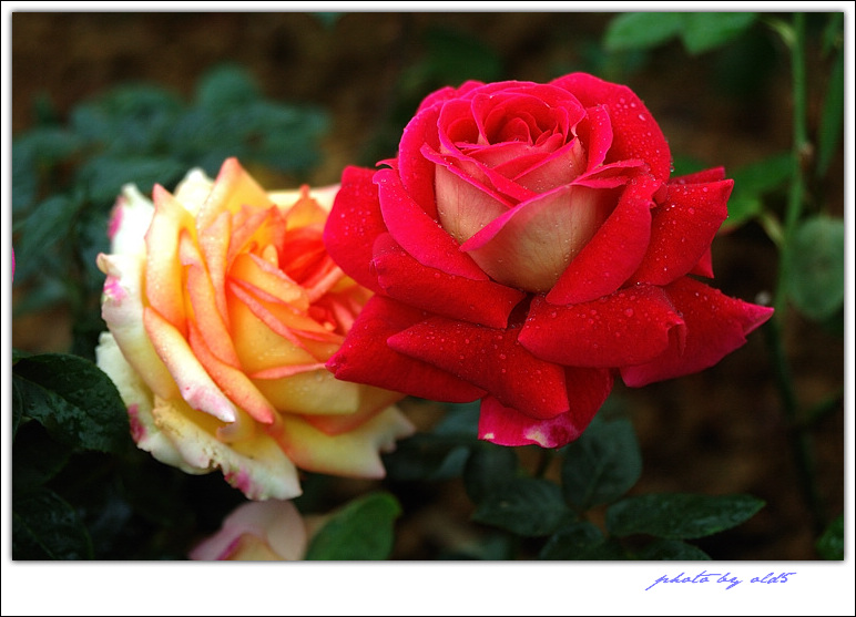 DSC_0336s.jpg