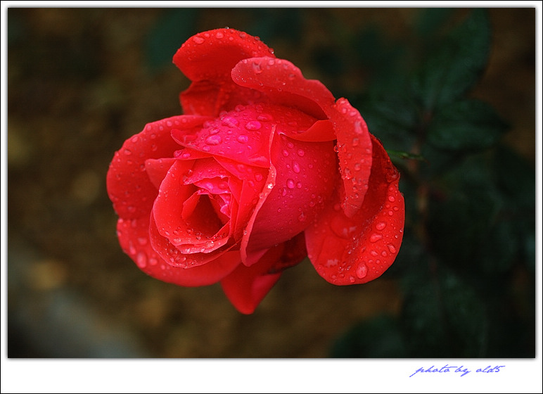 DSC_0321s.jpg