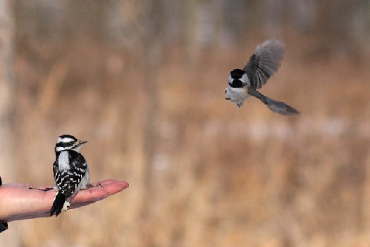 bird3.jpg