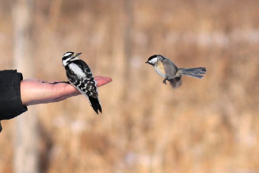 bird2.jpg
