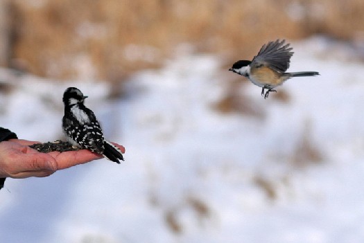 bird4.jpg