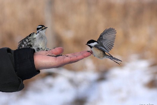 bird5.jpg