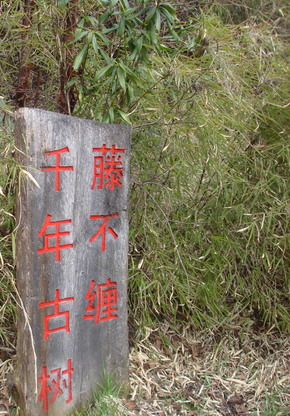 DSC00759.jpg