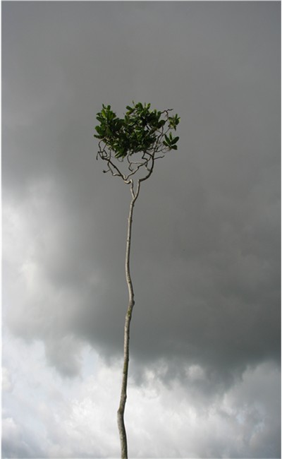 PICer200869651.jpg