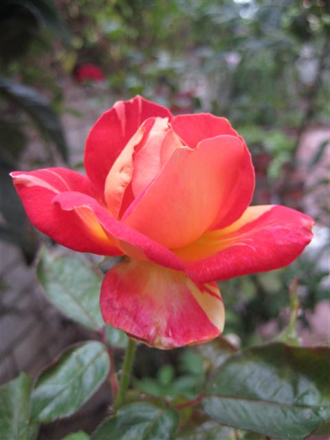 RS-1.jpg
