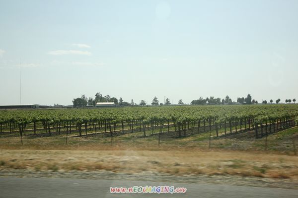 IMG_1233.jpg