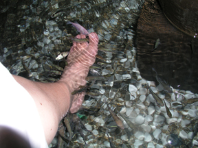 fish eating.JPG