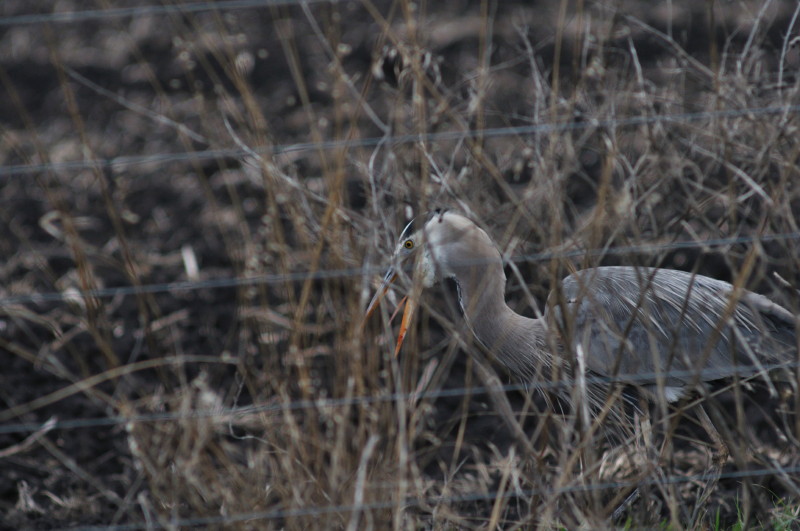 Evening hunting_375.JPG