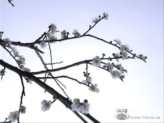 IMG_0042_.jpg