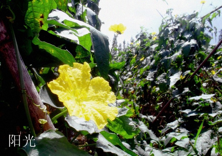 DSC02988__.JPG