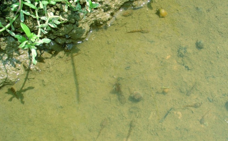 DSC02996_.JPG