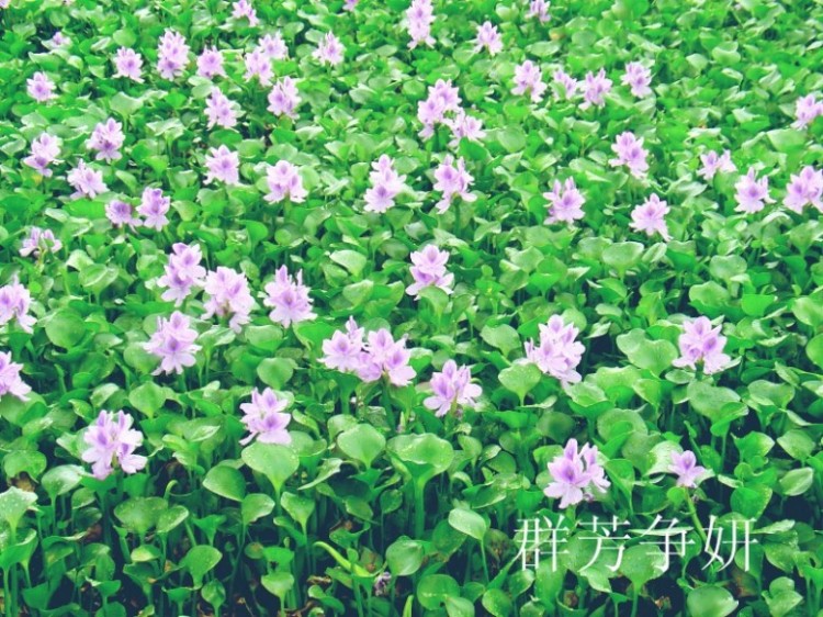 DSC03002_.JPG