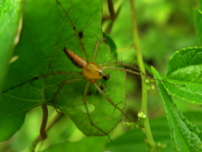 P5290551_СС.JPG