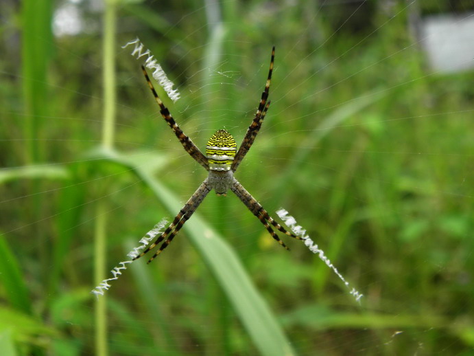 P5290641_СС.JPG