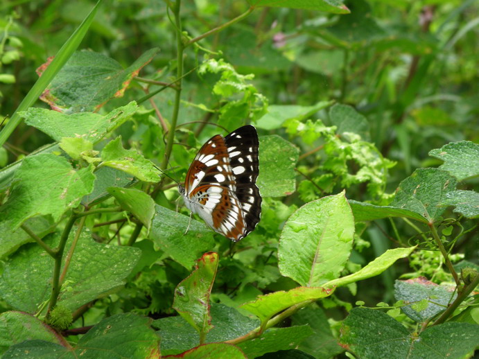 P5290776_СС.JPG