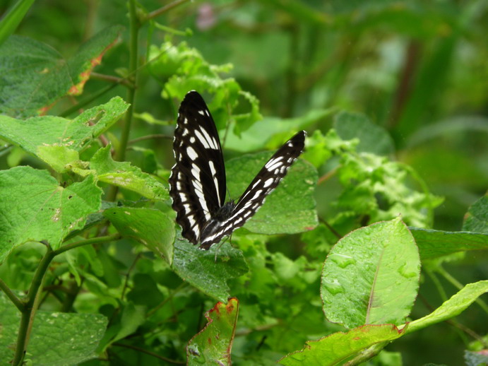P5290764_СС.JPG