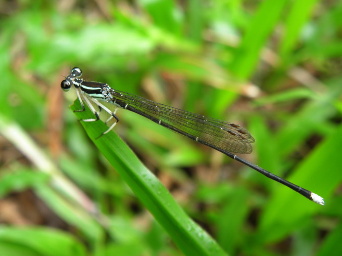 P5290803_СС.JPG