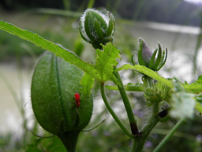 P5290661_СС.JPG