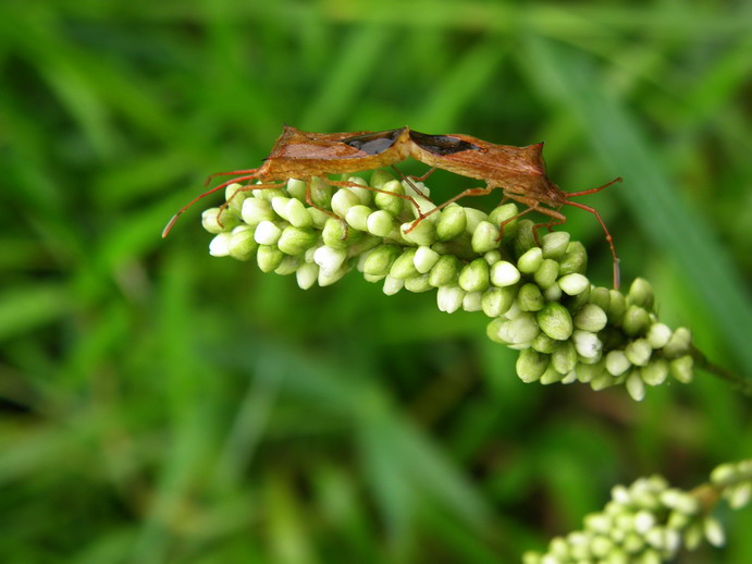 P5290837_СС.JPG