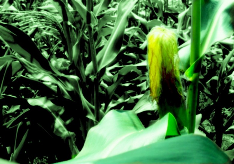 DSC03017_.JPG