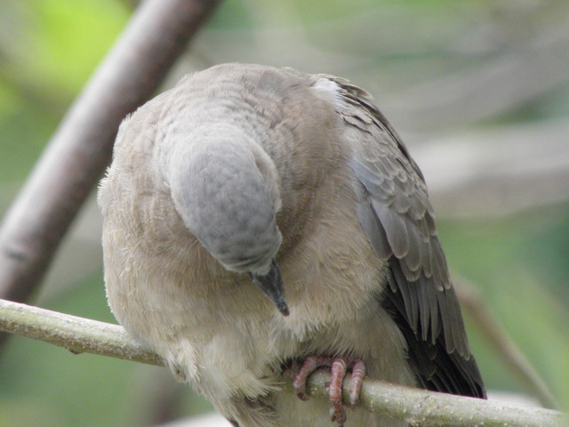 P5030312_СС.JPG