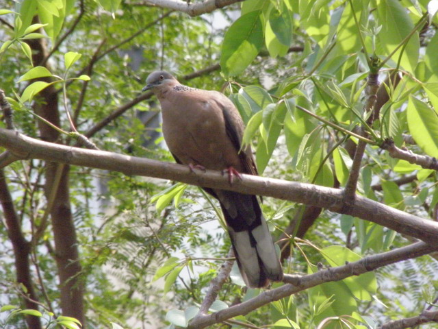 P5030404_СС.JPG