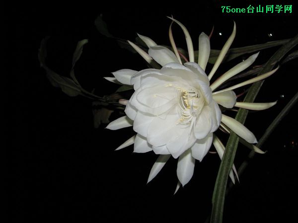 꼻һ 030.jpg