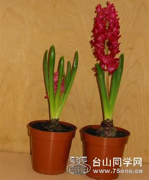 blooming-hyacinths-1.jpg